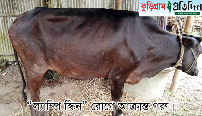 ভূরুঙ্গামারীতে অগনিত গবাদিপশু ‘লাম্পি স্কিন ডিজিজ’ রোগে আক্রান্ত