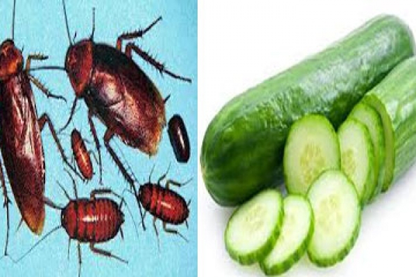 তেলাপোকা তাড়াতে শশার কুঁচো!