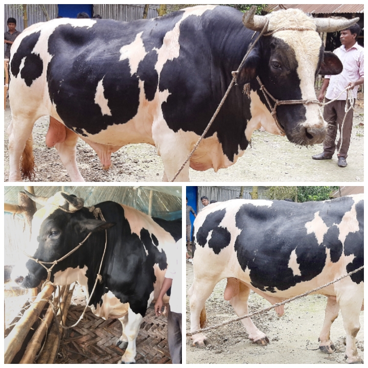ভুরুঙ্গামারীতে বাংলার রাজার দাম ১৫ লাখ টাকা!