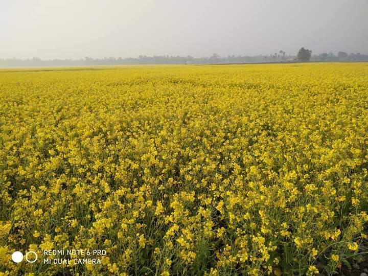 ভূরুঙ্গামারীতে সরিষা চাষের লক্ষ্মাত্রা ছারিয়ে গেছে