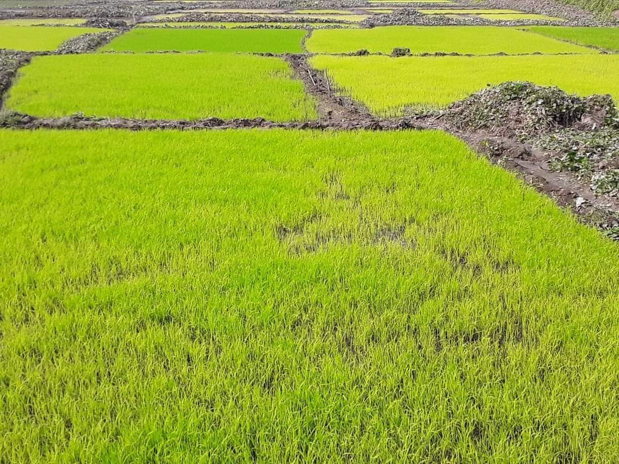 নওগাঁয় কৃষকের স্বপ্নের ফসল ধান স্বপ্ন ছোঁয়ার আশায়