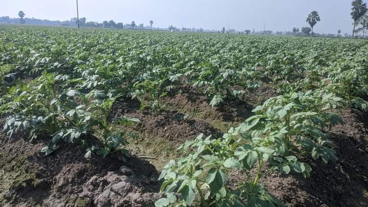 ক্ষেতলালে ক্যারেজ আলুর বাম্পার ফলনের প্রত্যাশা কৃষকের