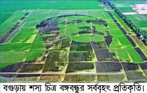 বগুড়ায় শস্যচিত্রে বঙ্গবন্ধুর সর্ববৃহৎ প্রতিকৃতি