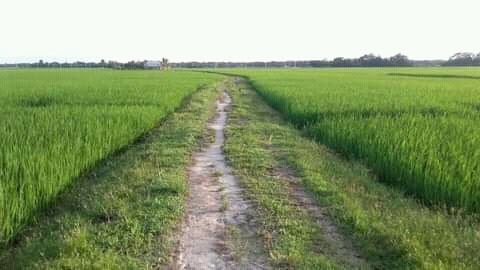 কুড়িগ্রামের মাঠ এখন সবুজের মাঠ