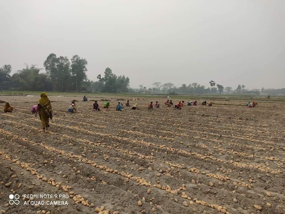 রংপুরে তামাকের জমিতে আলুর বাম্পার ফলন