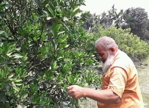 কালীগঞ্জে মাল্টা চাষে স্বপ্ন বুনছেন নুরুল হক