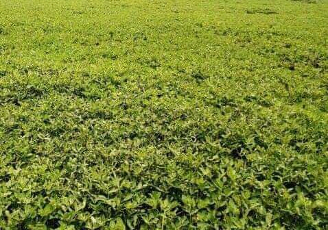 উলিপুরে বাদাম চাষে বাম্পার ফলনের সম্ভাবনা কৃষকদের