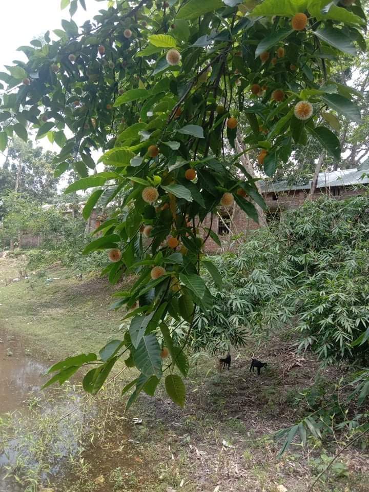 কুড়িগ্রামে কদমের সৌরভে সেজেছে বর্ষাকাল
