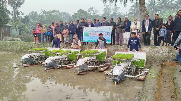 ফুলবাড়ীতে সমলয়ে চাষাবাদের লক্ষ্যে চারা রোপন কার্যক্রম উদ্বোধন