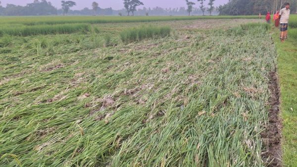 ধানের সাথে এ কেমন শত্রুতা ; ট্রাক্টর দিয়ে ধান ক্ষেত নষ্ট করলো প্রতিপক্ষ