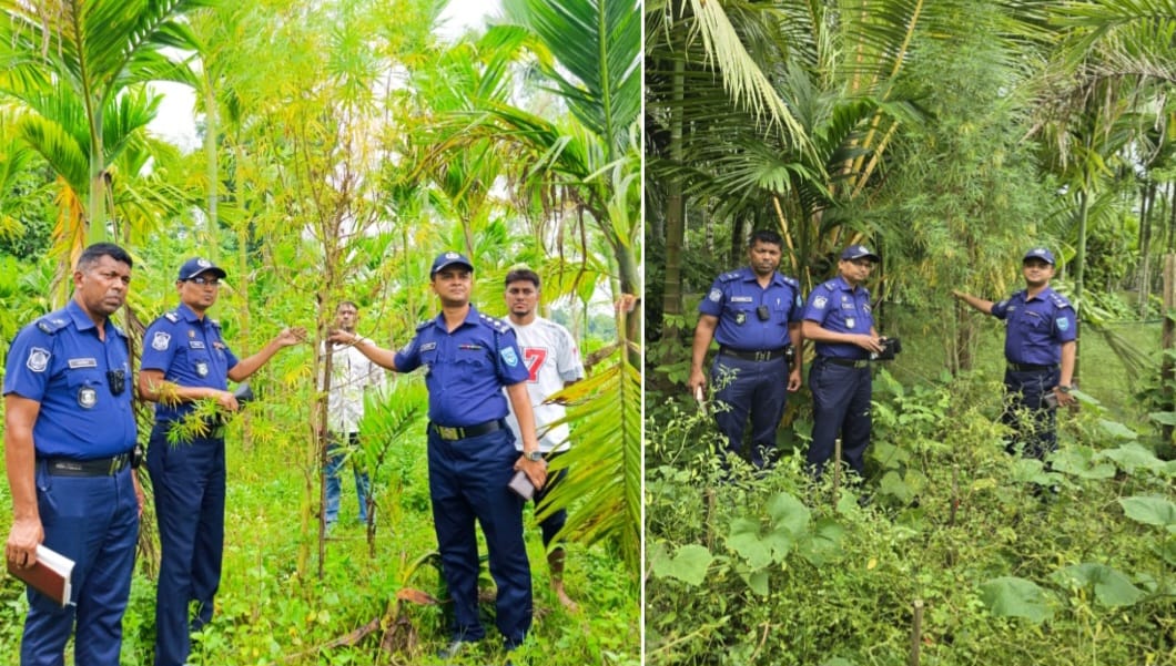 ভুরুঙ্গামারীতে সুপারি বাগানের আড়ালে গাঁজা চাষ, চারটি গাছ জব্দ
